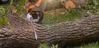 New Providence, NJ Tree Services Company